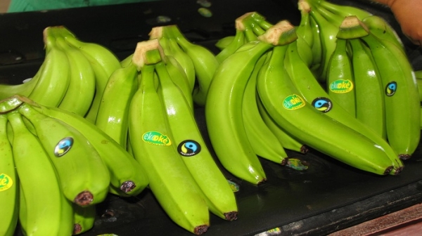 Proponen alternativa biológica para control de nematodos en banano