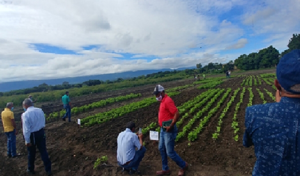 Idiaf capacita técnicos del programa de semilla de habichuela en San Juan