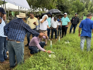 IDIAF continúa celebrando su 25 aniversario con un día de campo sobre ganadería lechera en Pimentel