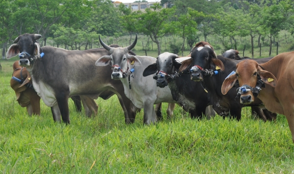 Idiaf estudia la cuantificación de gases con efecto invernadero en la ganadería dominicana