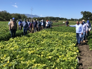 Idiaf presenta habichuelas con tolerancia a la sequía y enfermedades
