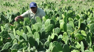 Promueven el uso de la opuntia o nopal en la alimentación animal