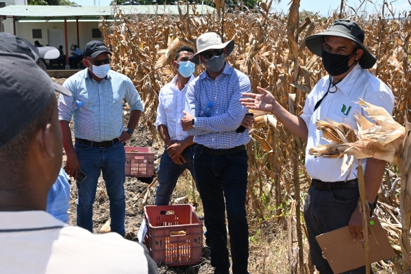 Idiaf presenta híbridos comerciales de maíz para producción de granos