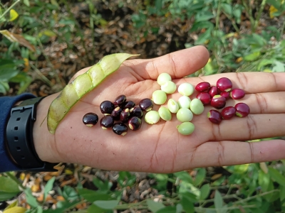 IDIAF presenta tecnologías para el manejo del cultivo de habichuela durante día de campo en San Juan