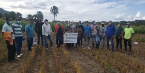 Idiaf evalúa genotipos de habichuela con tolerancia a la sequía