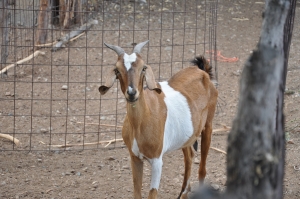 Idiaf relanza sus instalaciones en ovino caprino para facilitar la innovación tecnológica