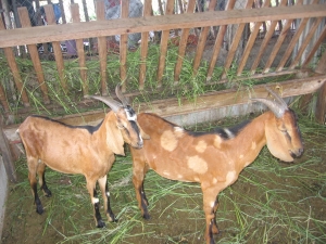 Idiaf capacita sobre manejo sanitario de ovino caprinos en Chalona, San Juan