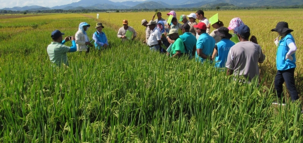 Idiaf y cooperación agrícola coreana presentan variedades de arroz