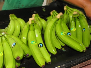 Optimizarán tecnologías de producción del banano orgánico familiar para exportación