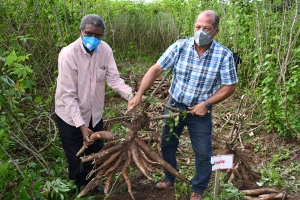 Introducen variedades de yuca