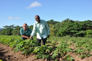Transfieren tecnologías para producción de yuca en El Seibo