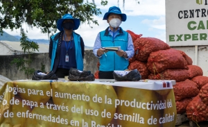 En Constanza, Idiaf y cooperación agrícola coreana entregan semilla de papa a productores
