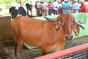 Idiaf, presenta tecnologías eficientes para la producción lechera durante día de campo en el nordeste